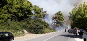 Горски пожар на Халкидики заплашва много къщи (ВИДЕО+СНИМКИ)