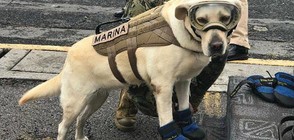 Куче се превърна в легенда след труса в Мексико (ВИДЕО)