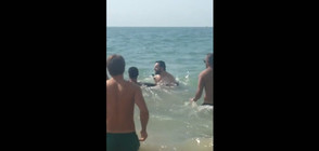 Туристи спасиха заседнал в пясъка делфин (ВИДЕО)