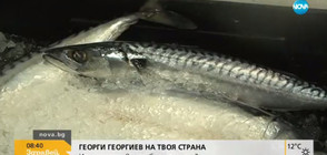 Има ли отровна риба на българския пазар? (ВИДЕО)