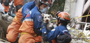 ШЕСТ ДНИ СЛЕД ТРУСА: Спасиха куче от развалините в Мексико (СНИМКИ)