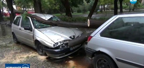 Силна буря в центъра на Пловдив изкорени дървета (ВИДЕО)