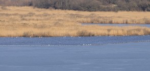 Резерватът „Сребърна” получи сертификат от ЮНЕСКО