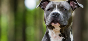 Цял блок на бунт срещу опасен питбул, нахапал пенсионерка (ВИДЕО)