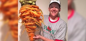 Фермер отгледа най-големия морков в света (ВИДЕО)