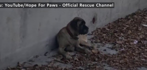 Куче се заклещи в канал, спасиха го по необичаен начин (ВИДЕО)