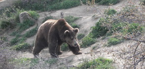 НЕТРАДИЦИОНЕН ОБИР: Мечки нахлуха в пицария (ВИДЕО)
