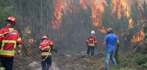 Над 40 жертви на горските пожари в Португалия