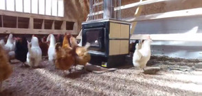 Как изглежда домът на истински щастливите кокошки? (ВИДЕО)