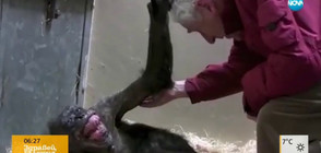 ТРОГАТЕЛНО: Как болна маймуна реагира, виждайки любим човек (ВИДЕО)