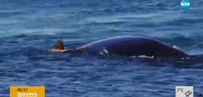 ОПАСНО ПРИКЛЮЧЕНИЕ: Мъж плува с гърбат кит (ВИДЕО)
