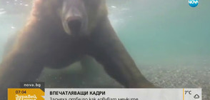 Заснеха отблизо как ловуват мечките (ВИДЕО)