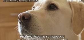 Кучета спасяват живота на хора с диабет (ВИДЕО)