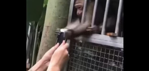 Маймуна опита да открадне телефона на жена (ВИДЕО)