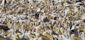 Зрелищни кадри от Израел: Хранят пеликани с 6 тона риба (ВИДЕО)