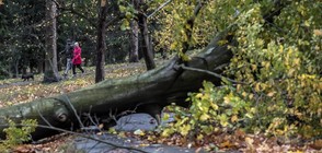 Расте броят на жертвите на урагана "Херварт" в Европа (ВИДЕО+СНИМКИ)