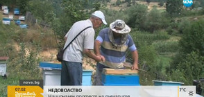 Пчелари: Българският мед е на изчезване