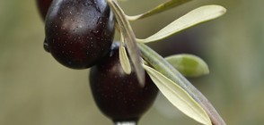 Създадоха кафе от маслини