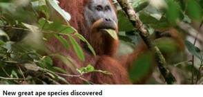 Откриха нов вид орангутани