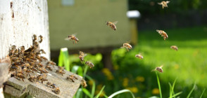 Пчели за над милион долара загинаха при катастрофа