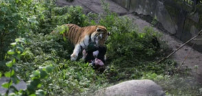 Тигър нападна служителка на руски зоопарк (ВИДЕО)
