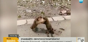 Сладки животни в люти битки (ВИДЕО)