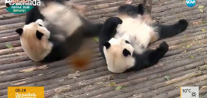 ЗАБАВНО ОТ МРЕЖАТА: Дори и пандите се имитират (ВИДЕО)