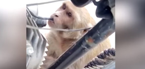 Маймуна пие бензин от мотоциклети (ВИДЕО)