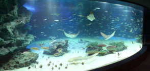 Стотици риби умряха в токийски аквариум
