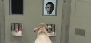 Овце разпознават образа на Барак Обама (ВИДЕО)