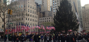 Поставиха гигантското коледно дърво в сърцето на Ню Йорк (ВИДЕО+СНИМКИ)