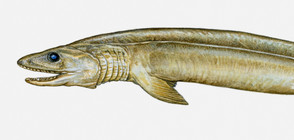 Акула от времето на динозаврите беше уловена край Португалия