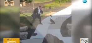 Сблъсък между човек и гъска - хит в интернет (ВИДЕО)