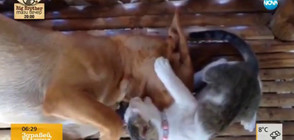 ЗАБАВНО ОТ МРЕЖАТА: Котки нападат кучета (ВИДЕО)