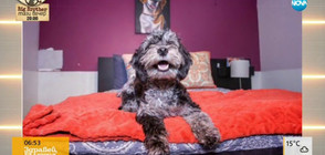 Луксозен хотел за кучета: Спа, фитнес и храна от елитни готвачи (ВИДЕО)