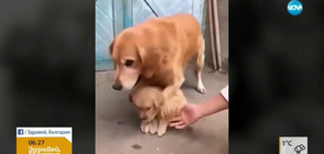 Куче пази малкото си от хората (ВИДЕО)