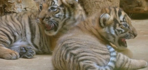 Родиха се две тигърчета от застрашен вид (ВИДЕО)