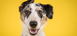 Куче помогна на котка, заклещена в чаша (ВИДЕО)