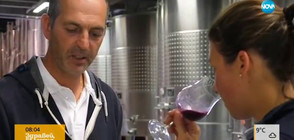 Новото „Божоле” е вече тук (ВИДЕО)