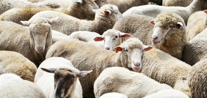 Хиляди левове субсидии се източват с овце-фантоми (ВИДЕО)