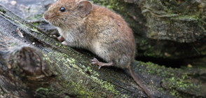 Полевките изоставят партньорите си, когато те започнат да пият