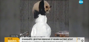 Пандите в зоопарка в Торонто се радват на снега (ВИДЕО)