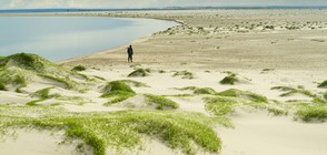 Полярните видове растения са най-застрашени от глобалното затопляне