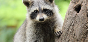 Ветеринари поставиха пейсмейкър на енот