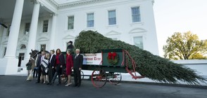 Мелания и синът й приеха коледната елха за Белия дом (ВИДЕО+СНИМКИ)