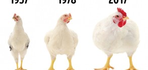 Защо пилетата стават все по-големи и какъв е истинският кетчуп (ГАЛЕРИЯ)