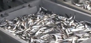 ЗАРАДИ ОТНЕTИ ЛИЦЕНЗИ: Напрежение сред рибарите по морето (ВИДЕО)