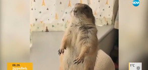 Искрената любов между стопани и домашни любимци (ВИДЕО)