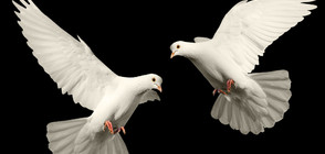 Гълъбите различават абстрактни понятия за време и пространство