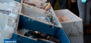 Търговци на риба под прицела на данъчните
